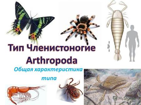 Презентация к уроку по биологии (7 класс) по теме: Общая характеристика животных типа Членистоногие
