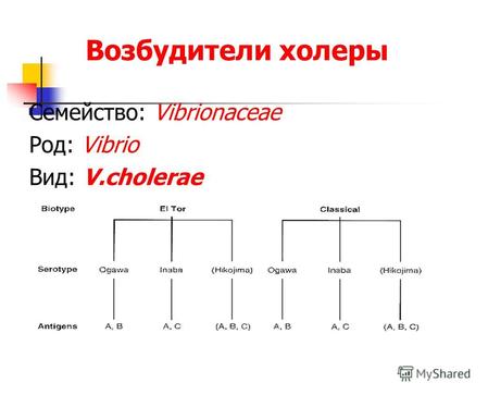 Возбудители холеры Семейство: Vibrionaceae Род: Vibrio Вид: V.cholerae.