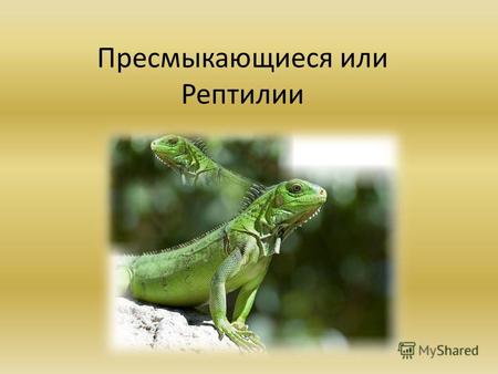Презентация к уроку по биологии (7 класс) по теме: Пресмыкающиеся или Рептилии