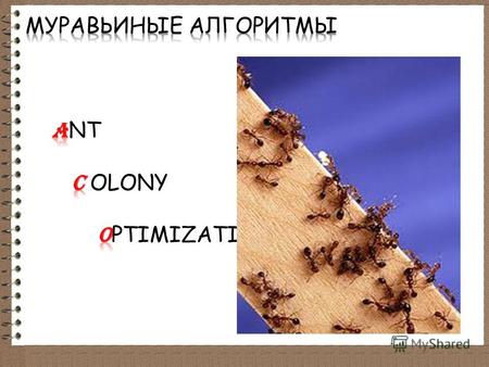 Основу поведения муравьиной колонии составляет самоорганизация. Самоорганизация является результатом взаимодействия следующих четырех компонентов: - случайность;