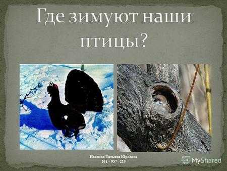 Иванова Татьяна Юрьевна 261 – 957 - 219 В деревне есть часы такие, Не мертвые, а живые, Ходят без завода, они птичьего рода.