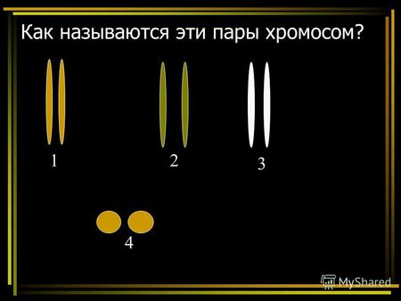 Как называются эти пары хромосом? 12 3 4. Какие из хромосом являются гомологичными? Почему? 1 2 3 4 5 6.