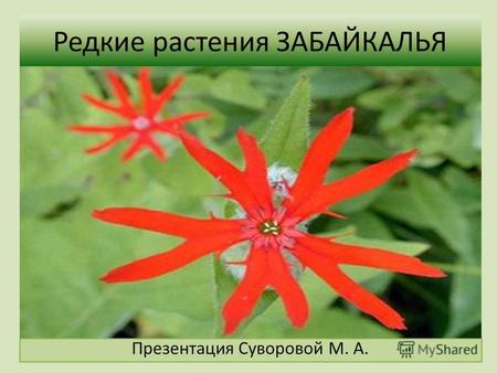 Редкие растения ЗАБАЙКАЛЬЯ Презентация Суворовой М. А.
