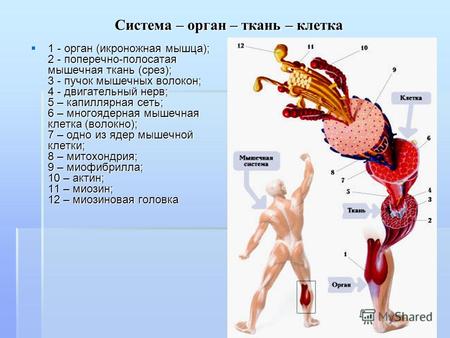 Система – орган – ткань – клетка 1 - орган (икроножная мышца); 2 - поперечно-полосатая мышечная ткань (срез); 3 - пучок мышечных волокон; 4 - двигательный.