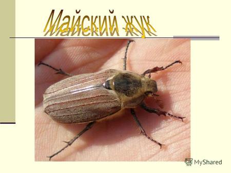 Питание майского жука. Спереди на голове майского жука расположена пара членистых усиков, вытянутых в длинные пластинки. Этим признаком насекомые отличаются.