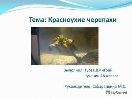 Тема: Красноухие черепахи Выполнил: Гусев Дмитрий, ученик 4А класса Руководитель: Сабарайкина М.С.