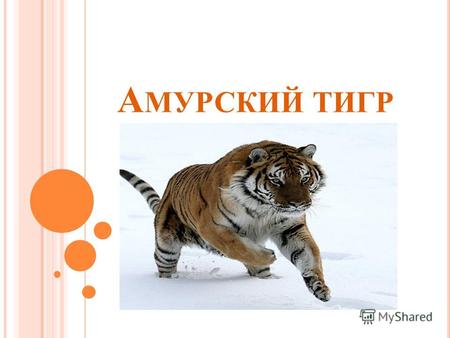 А МУРСКИЙ ТИГР. Тигр – одно из самых красивых животных на Земле, для человека он является символом могущества, силы и достоинства.