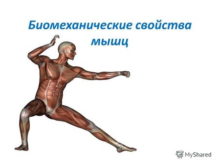 Биомеханические свойства мышц. Сократимость – это способность мышцы укорачиваться при возбуждении, в результате чего возникает сила тяги. Свойство сократимости.