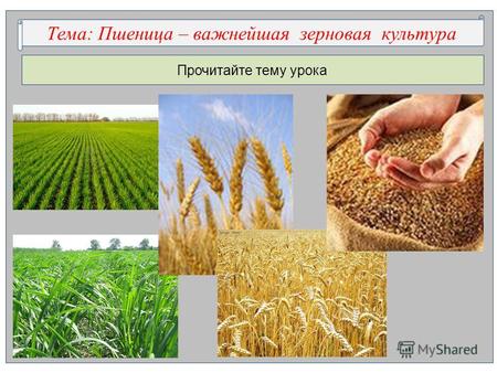 Прочитайте тему урока Тема: …..ца – важнейшая з…овая к…тураТема: Пшеница – важнейшая зерновая культура.