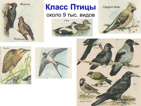 Класс Птицы около 9 тыс. видов. Предполагаемый предок гоацин.