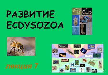 РАЗВИТИЕ ECDYSOZOA лекция 7. Систематическое положение Ecdysozoa По генетическим критериям современная систематика сближает тип Круглых червей с типом.
