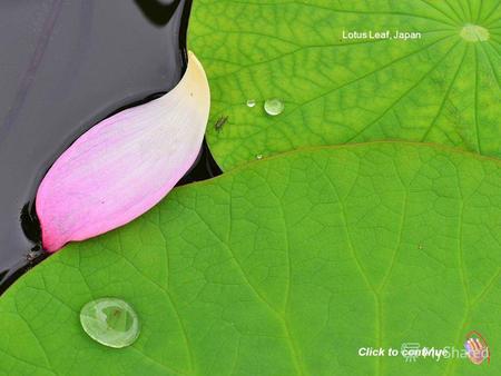 Lotus Leaf, Japan Click to continue Kali Gandaki River, Nepal.