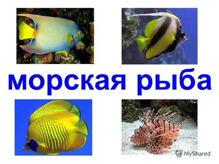 морская рыба рыба-клоун анемоновая рыбка-клоун.