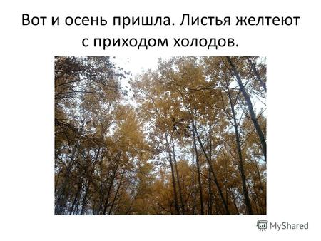 Вот и осень пришла. Листья желтеют с приходом холодов. katyakirjakova.