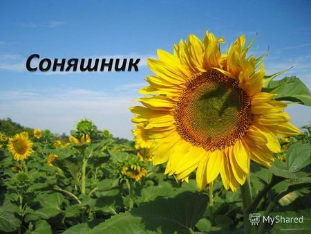 План Чому оповідання називається «Квітка сонця»? Як соняшник зустрічає сонце? Що сниться золотій квітці? Доберіть синоніми до слова соняшник. Доберіть.