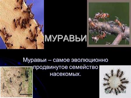 МУРАВЬИ Муравьи – самое эволюционно продвинутое семейство насекомых.