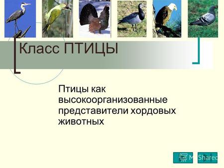 Класс ПТИЦЫ Птицы как высокоорганизованные представители хордовых животных.
