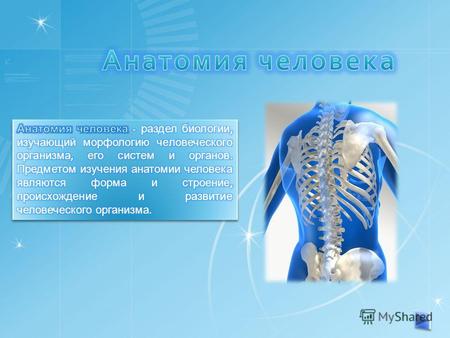 остеология учение о костях синдесмология учение о соединениях частей скелета анатомия нервной системы ( неврология ) ангиология учение о кровеносной и.