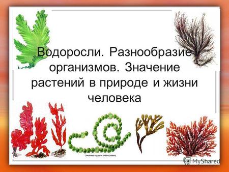 Водоросли. Разнообразие организмов. Значение растений в природе и жизни человека.