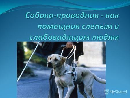 Собака-проводник специально обученное животное, которое может помогать слепым и слабовидящим людям передвигаться вне помещений и избегать препятствий.