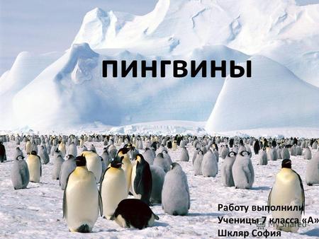 Пингвины Работу выполнили Ученицы 7 класса «А» Шкляр София.