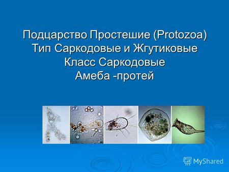 Подцарство Простешие (Protozoa) Тип Саркодовые и Жгутиковые Класс Саркодовые Амеба -протей.