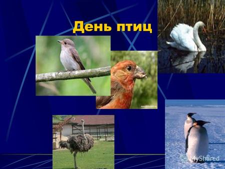 День птиц Учитель биологии Толкачева Ирина Александровна.