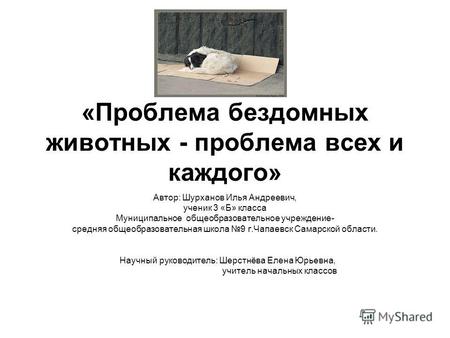 «Проблема бездомных животных - проблема всех и каждого» Автор: Шурханов Илья Андреевич, ученик 3 «Б» класса Муниципальное общеобразовательное учреждение-