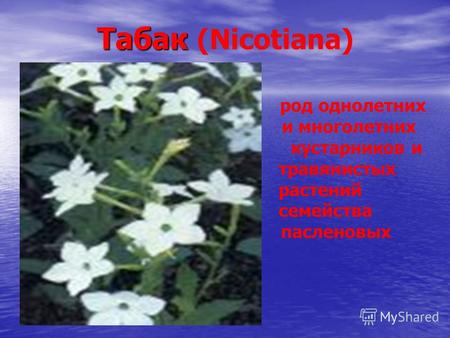 Табак Табак (Nicotiana) род однолетних и многолетних кустарников и травянистых растений семейства пасленовых.