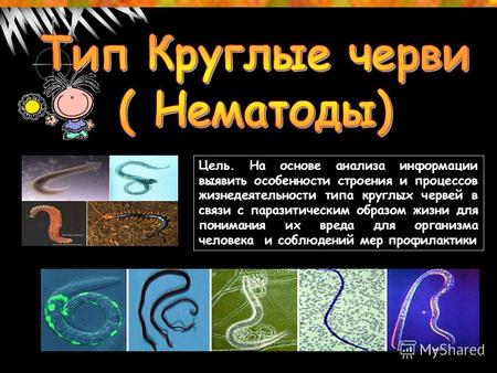 Цель. На основе анализа информации выявить особенности строения и процессов жизнедеятельности типа круглых червей в связи с паразитическим образом жизни.