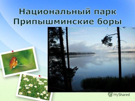 Парк был создан в 1993 году с целью сохранения уникального природного комплекса Припышминских боров, особого ландшафтно-лесоростительного района Западной.