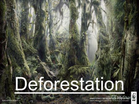 Deforestation. In many parts of the world (for example, in the tropical forests of South America and Africa) deforestation occurs in high quantities.