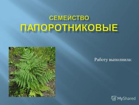 Работу выполнила :. Папоротники ( папоротниковидные растения ) – это отдел сосудистых растений, которые занимают промежуточную позицию между риниофитами.