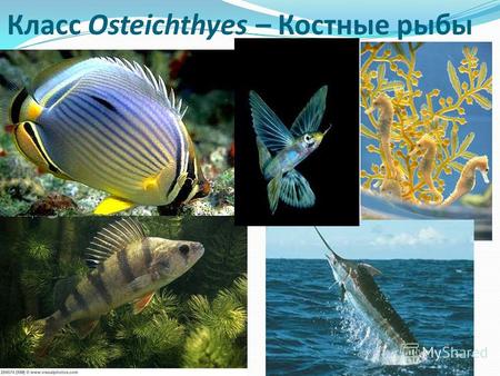 Класс Osteichthyes – Костные рыбы. Калуга Huso dauricus Удильщики.