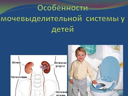 Особенности мочевыделительной системы у детей