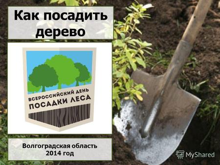 Как посадить дерево Волгоградская область 2014 год.