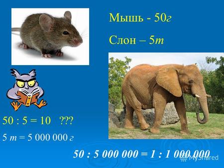 Мышь - 50г Слон – 5т 50 : 5 = 10 ??? 50 : 5 000 000 = 1 : 1 000 000 5 т = 5 000 000 г.
