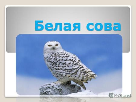 Белая сова Названия Белую сову ещё называют полярной. А в Сибири: Снежной Бабушкой.