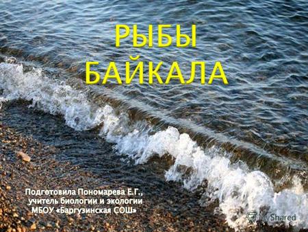 Вода в Байкале пресная, чистая и прозрачная. А какие рыбы живут в водах Байкала? Какие из них встречаются только в Байкале? Ихтиологи делят байкальских.