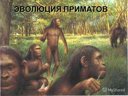 ЭВОЛЮЦИЯ ПРИМАТОВ. Первые млекопитающие Предки современных низших приматов ехидна утконос.