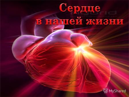 Сердце человека это конусообразный полый мышечный орган, в который поступает кровь из впадающих в него венозных стволов, и перекачивающий её в артерии,