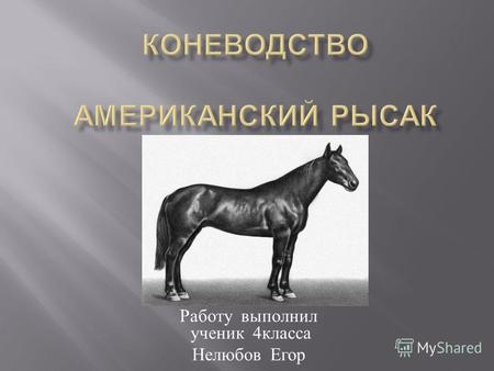 Работу выполнил ученик 4 класса Нелюбов Егор. В Северной Америке этот конь участвовал в соревнованиях уже в начале 19 века - с местными лошадьми. Бега.