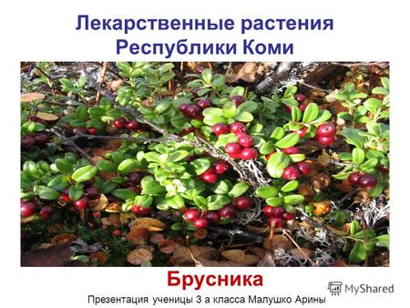 Лекарственные растения Республики Коми Брусника Презентация ученицы 3 а класса Малушко Арины.