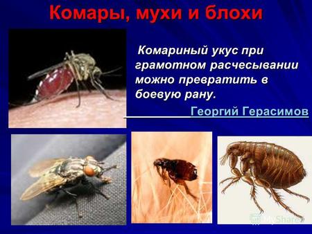 Комары, мухи и блохи Комариный укус при грамотном расчесывании можно превратить в боевую рану. Комариный укус при грамотном расчесывании можно превратить.