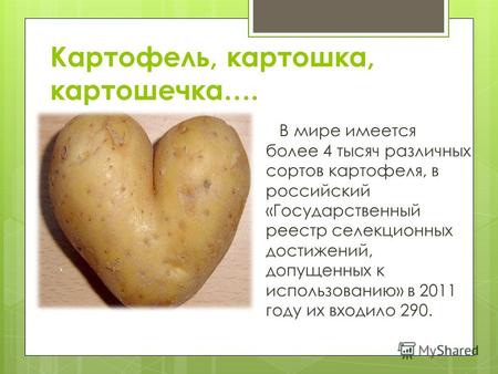 Картофель, картошка, картошечка…. В мире имеется более 4 тысяч различных сортов картофеля, в российский «Государственный реестр селекционных достижений,