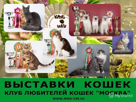 Выставки КЛК Москва в 2012-2014 гг. Дата выставкиЛицензия WCFКоличество кошек в каталоге Общее количество кошек и котят на выставке Количество посетителей.