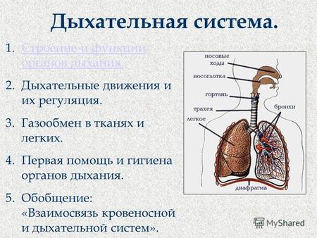 Дыхательная система. 1.Строение и функции органов дыхания.Строение и функции органов дыхания. 2.Дыхательные движения и их регуляция. 3.Газообмен в тканях.