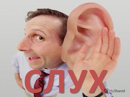 СЛУХ Слух способность биологических организмов воспринимать звуки органами слуха; специальная функция слухового аппарата, возбуждаемая звуковыми колебаниями.