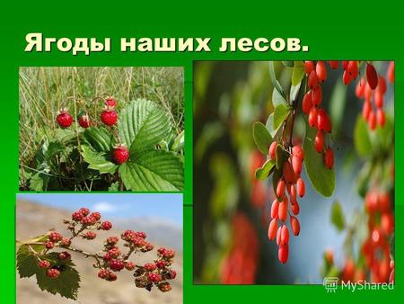 Ягоды наших лесов.. : В сенокос – горька, А в мороз сладка. Что за ягода така? Калина – Калина – ягода кислая, но полезная.
