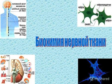 Биохимия нервной ткани